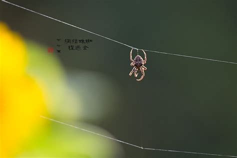 蜘蛛如何結網
